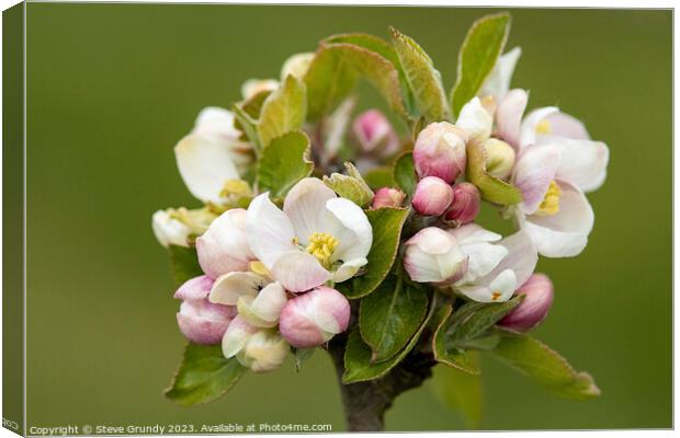 Springtime Apple Blossom Canvas Print by Steve Grundy
