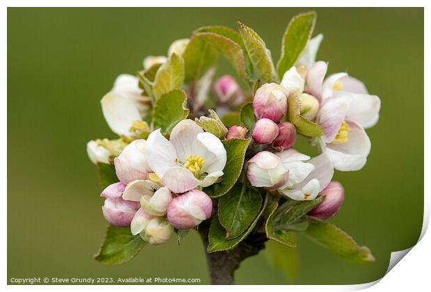 Springtime Apple Blossom Print by Steve Grundy