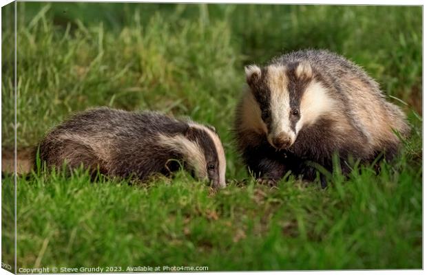 Foraging Badger and Cub Canvas Print by Steve Grundy
