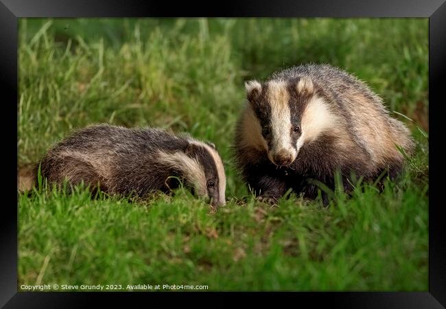 Foraging Badger and Cub Framed Print by Steve Grundy