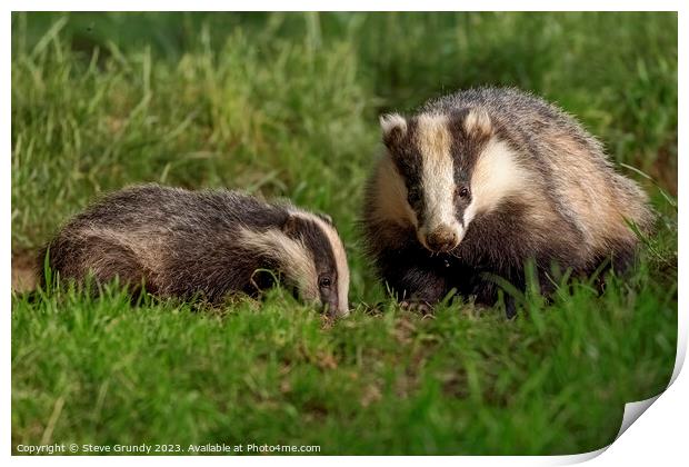Foraging Badger and Cub Print by Steve Grundy