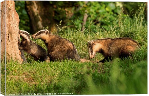 Badger Family Foraging at Dusk Canvas Print by Steve Grundy