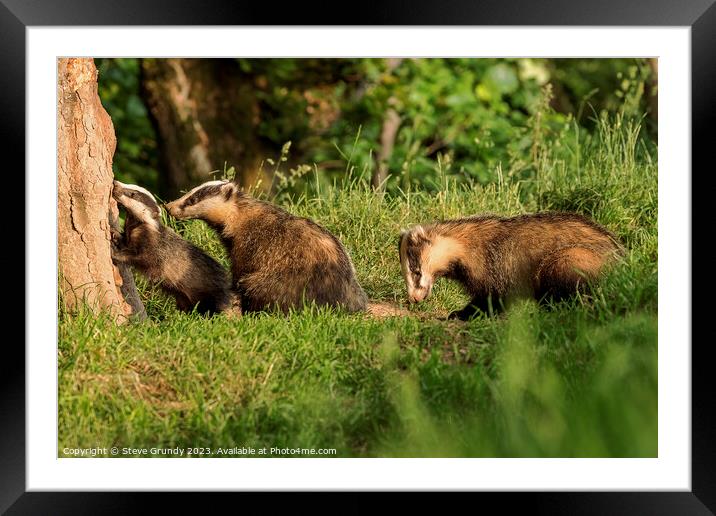 Badger Family Foraging at Dusk Framed Mounted Print by Steve Grundy
