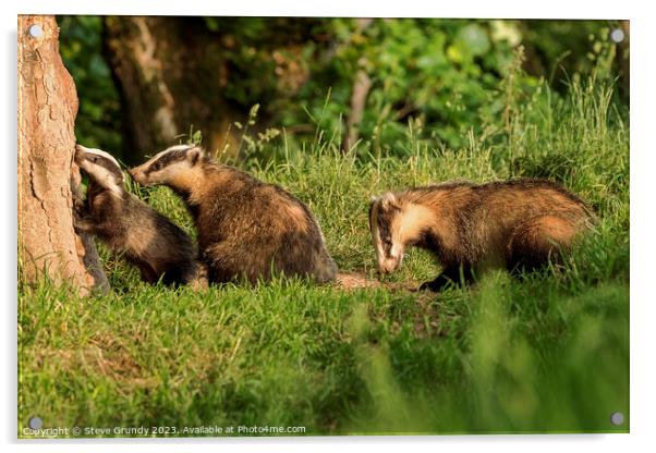 Badger Family Foraging at Dusk Acrylic by Steve Grundy