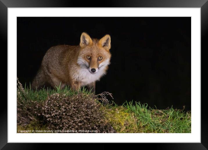 Graceful Red Fox Predator Framed Mounted Print by Steve Grundy