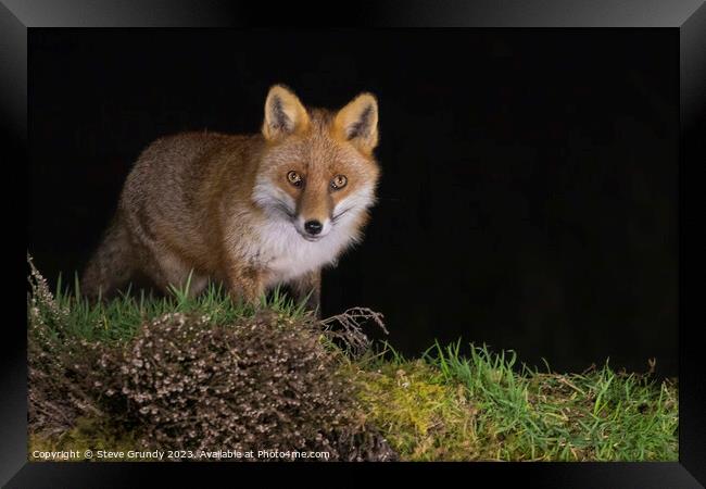 Graceful Red Fox Predator Framed Print by Steve Grundy