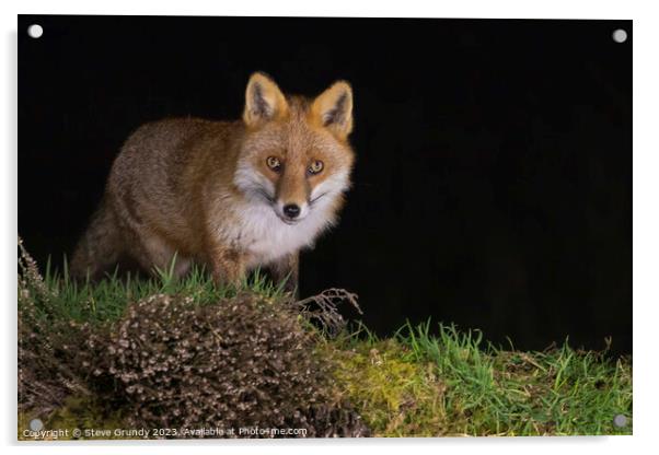 Graceful Red Fox Predator Acrylic by Steve Grundy
