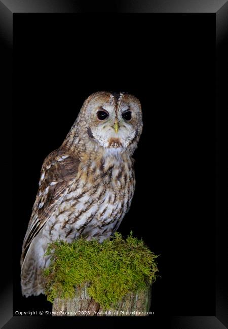 Tawny Owl Framed Print by Steve Grundy