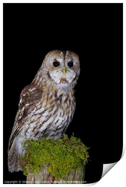 Tawny Owl Print by Steve Grundy