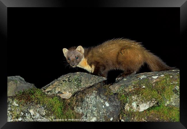 Pine Marten: A stealthy hunter of the forest. Framed Print by Steve Grundy