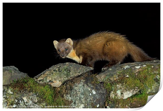 Pine Marten: A stealthy hunter of the forest. Print by Steve Grundy