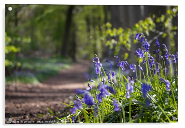 Neigem Forest Bluebells, Belgium Acrylic by Imladris 