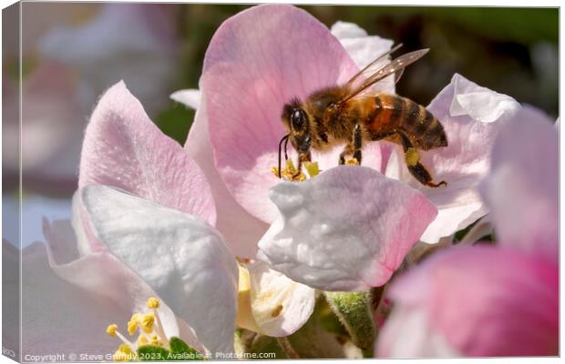Beauty of a Honeybees Haven Canvas Print by Steve Grundy