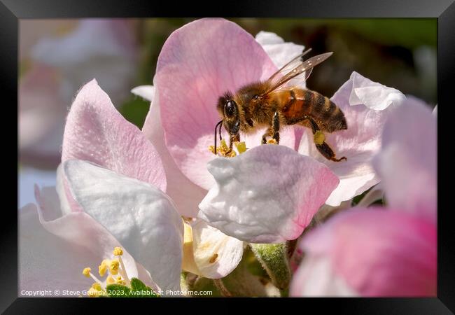 Beauty of a Honeybees Haven Framed Print by Steve Grundy