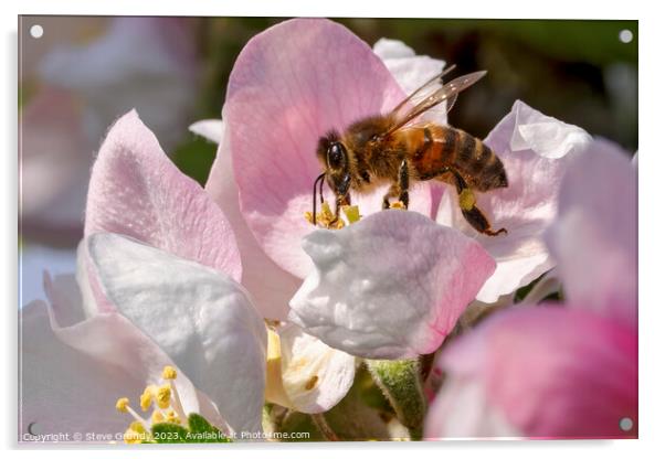Beauty of a Honeybees Haven Acrylic by Steve Grundy