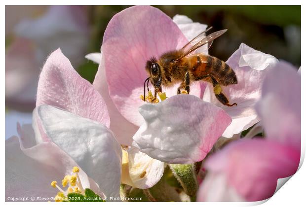 Beauty of a Honeybees Haven Print by Steve Grundy