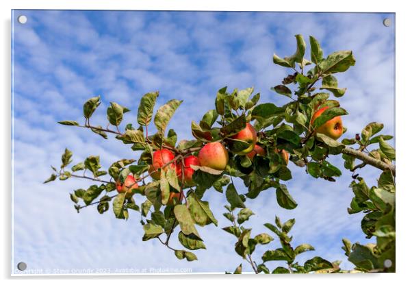 Apples and Blue Sky: A taste of heaven. Acrylic by Steve Grundy