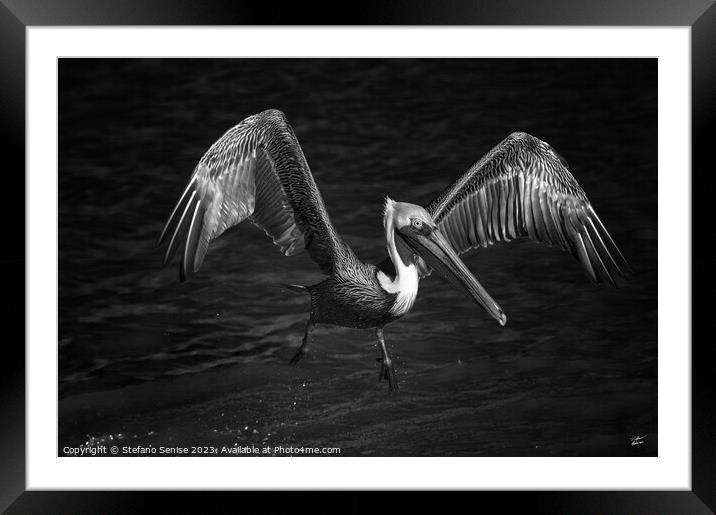 Lone Pelican in flight - black and white Framed Mounted Print by Stefano Senise