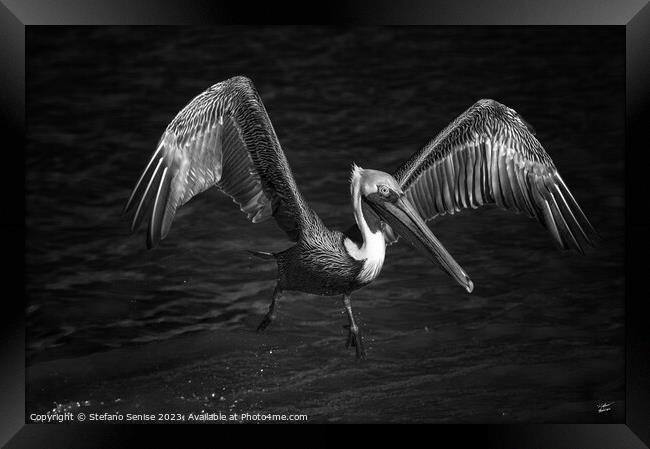 Lone Pelican in flight - black and white Framed Print by Stefano Senise