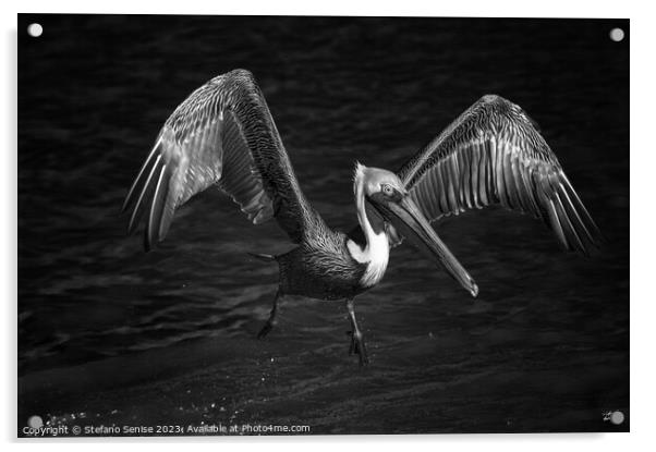 Lone Pelican in flight - black and white Acrylic by Stefano Senise