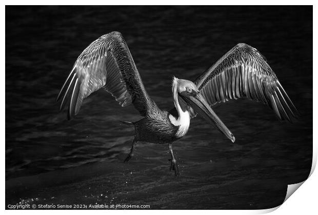 Lone Pelican in flight - black and white Print by Stefano Senise