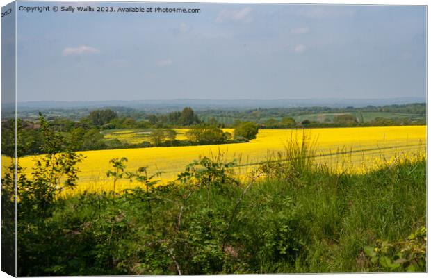Rapeseed on South Downs Canvas Print by Sally Wallis
