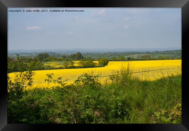Rapeseed on South Downs Framed Print by Sally Wallis
