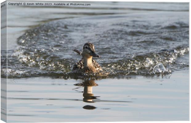 Female Mallard duck making a splash landing Canvas Print by Kevin White