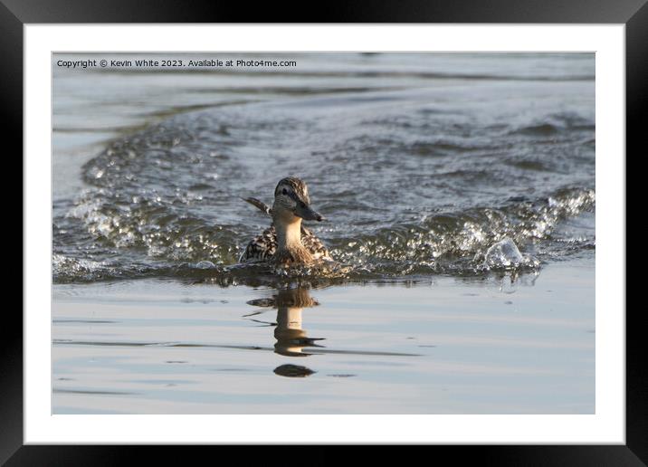 Female Mallard duck making a splash landing Framed Mounted Print by Kevin White