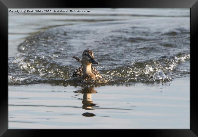 Female Mallard duck making a splash landing Framed Print by Kevin White
