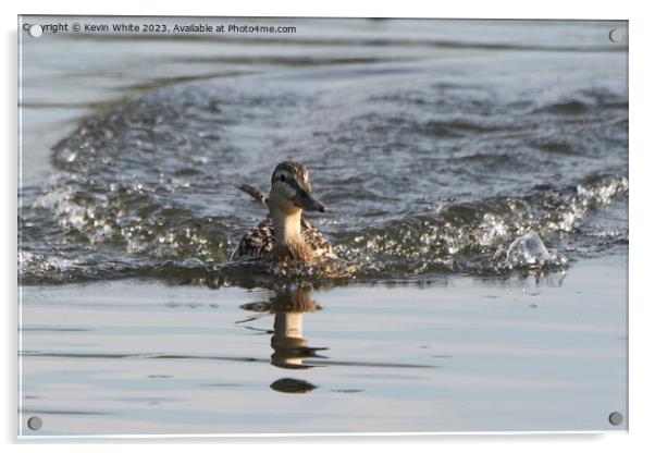 Female Mallard duck making a splash landing Acrylic by Kevin White
