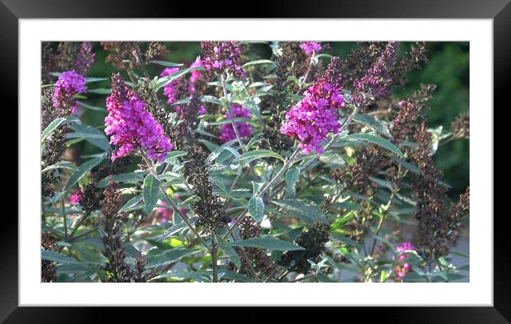 Close up view of Buddleia or Buddleja (Buddleia davidii) bloom. Plant is commonly known as the butterfly bush Framed Mounted Print by Irena Chlubna