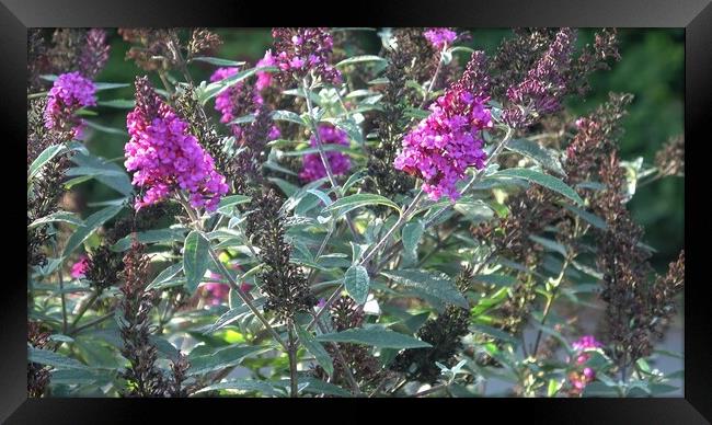 Close up view of Buddleia or Buddleja (Buddleia davidii) bloom. Plant is commonly known as the butterfly bush Framed Print by Irena Chlubna