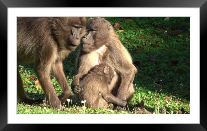 Gelada Baboon (Theropithecus gelada), female with young sitting on grass Framed Mounted Print by Irena Chlubna