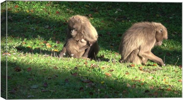 Gelada Baboon (Theropithecus gelada), female with young sitting on grass Canvas Print by Irena Chlubna