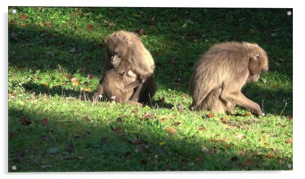 Gelada Baboon (Theropithecus gelada), female with young sitting on grass Acrylic by Irena Chlubna