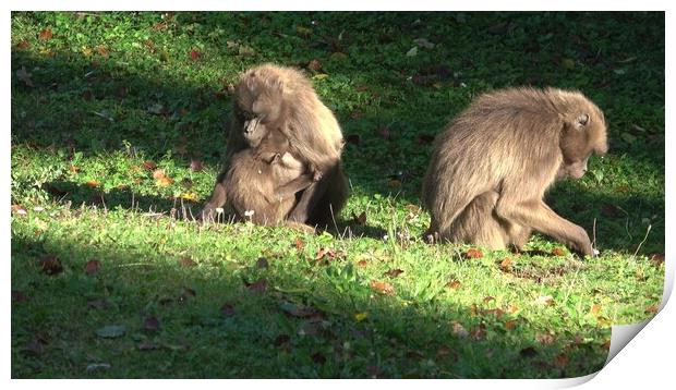 Gelada Baboon (Theropithecus gelada), female with young sitting on grass Print by Irena Chlubna