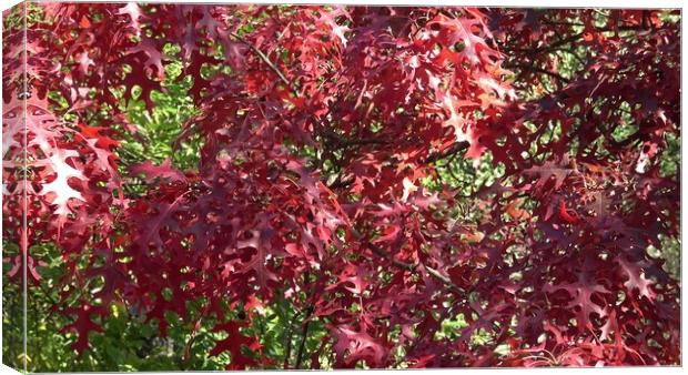 Red colored autumn leaves of the Oak (Quercus palustris) Canvas Print by Irena Chlubna