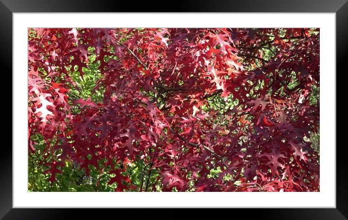 Red colored autumn leaves of the Oak (Quercus palustris) Framed Mounted Print by Irena Chlubna