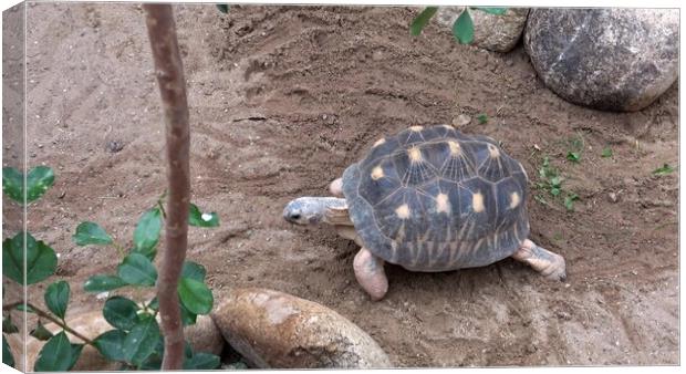 Madakascar tortoise (Pyxis arachnoides).Tortoise is walking on the ground Canvas Print by Irena Chlubna