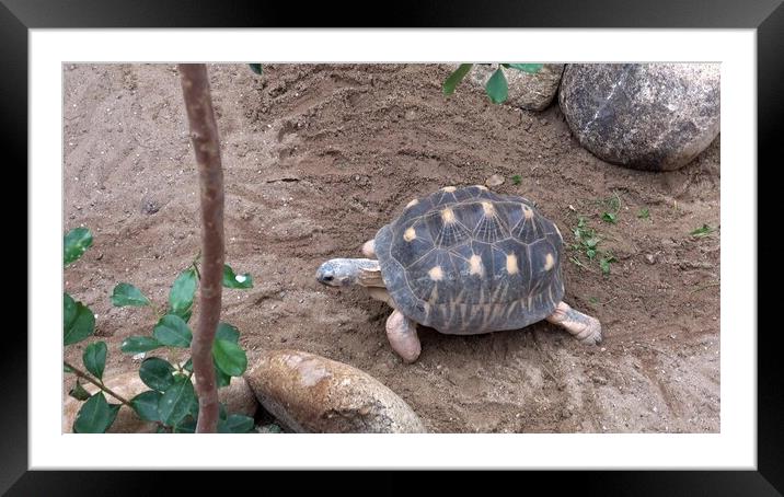 Madakascar tortoise (Pyxis arachnoides).Tortoise is walking on the ground Framed Mounted Print by Irena Chlubna
