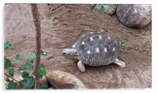 Madakascar tortoise (Pyxis arachnoides).Tortoise is walking on the ground Acrylic by Irena Chlubna