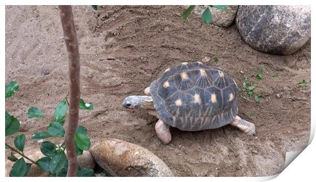 Madakascar tortoise (Pyxis arachnoides).Tortoise is walking on the ground Print by Irena Chlubna