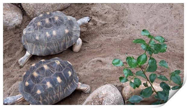 Madakascar tortoise (Pyxis arachnoides).Tortoise is walking on the ground Print by Irena Chlubna