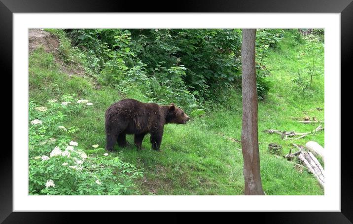 Big male bear in the forest Framed Mounted Print by Irena Chlubna