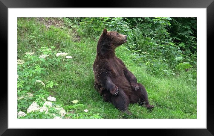 Big male bear in the forest Framed Mounted Print by Irena Chlubna