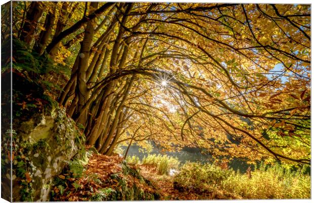 Golden beech trees Canvas Print by Peter Bardsley
