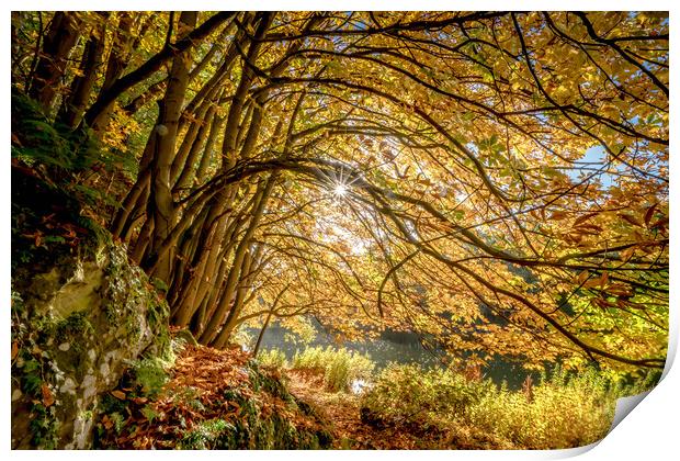 Golden beech trees Print by Peter Bardsley