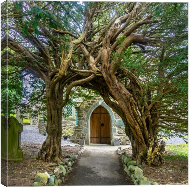yew tree archway Canvas Print by Peter Bardsley