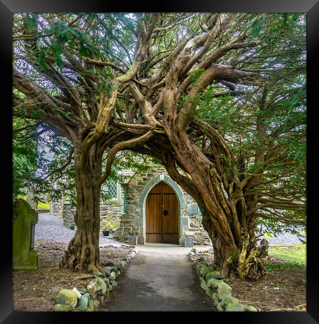yew tree archway Framed Print by Peter Bardsley